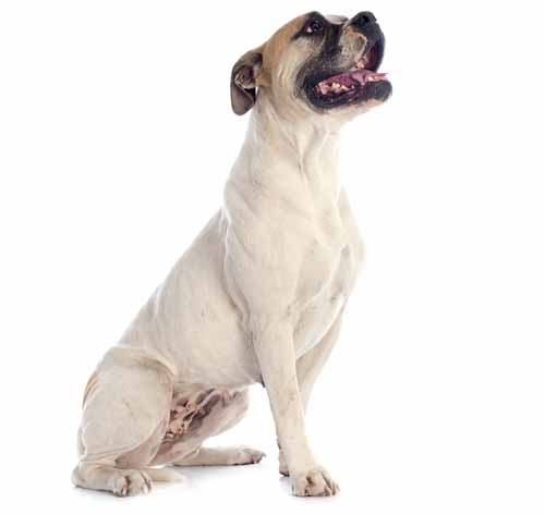 Good dog food 2024 for american bulldogs